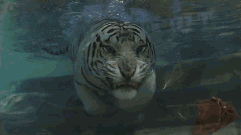 Nature Is Ruthless (24 gifs)