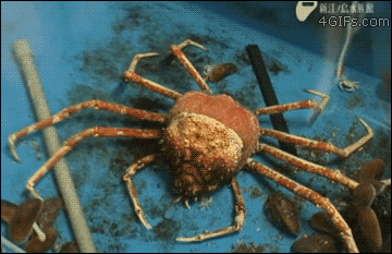 Nature Is Ruthless (24 gifs)