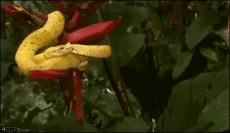 Nature Is Ruthless (24 gifs)