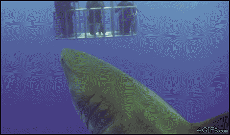 Nature Is Ruthless (24 gifs)