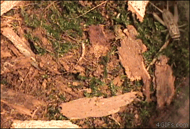 Nature Is Ruthless (24 gifs)