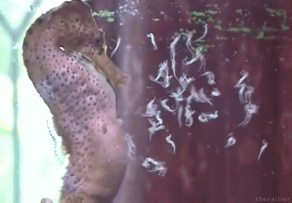 Nature Is Ruthless (24 gifs)