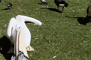 Nature Is Ruthless (24 gifs)
