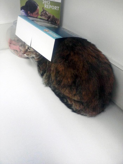 Brilliant Hiding Spots Cats Have Found While Avoiding The Vet (20 pics)