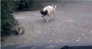 Acid Gifdump, February 26 (25 gifs)