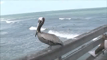 Acid Gifdump, February 26 (25 gifs)