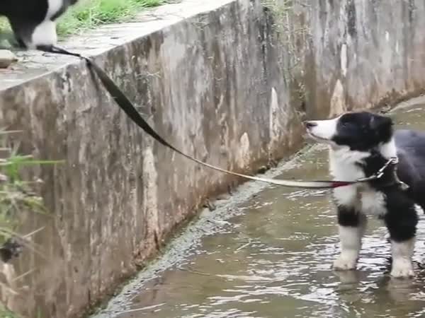 Good Doggo!