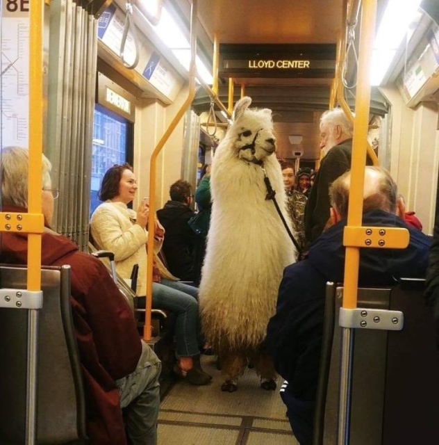 Acid Picdump (95 pics)