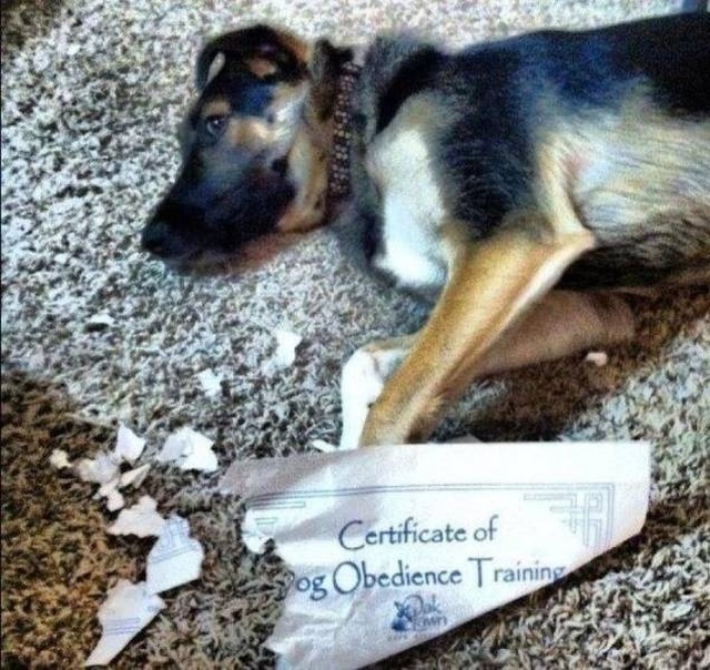 Sh*t Happens (40 pics)