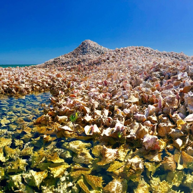 Conch Island – A Man-Made Island Built Out of Millions of Conch Shells (10 pics)