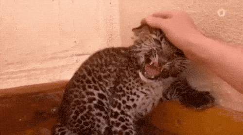 Cute Or Scary (28 pics)