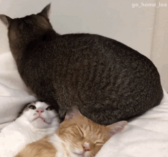 Acid Gifdump, February 27 (25 gifs)