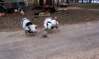 Acid Gifdump, February 27 (25 gifs)