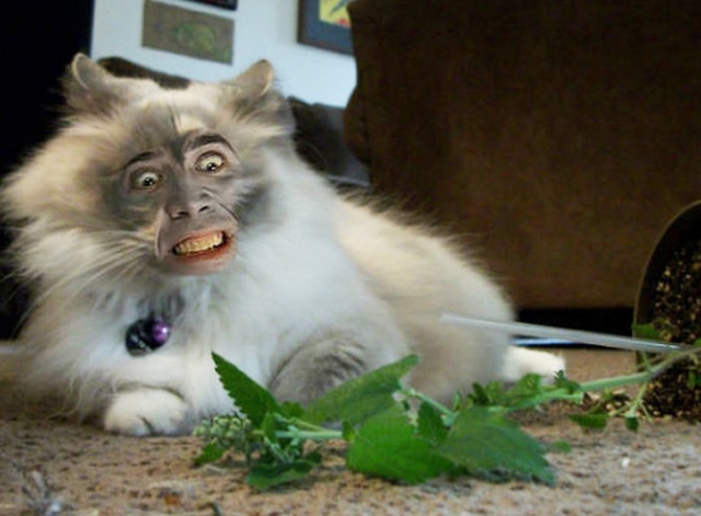 Cats With Nicolas Cage’s Face (21 pics)