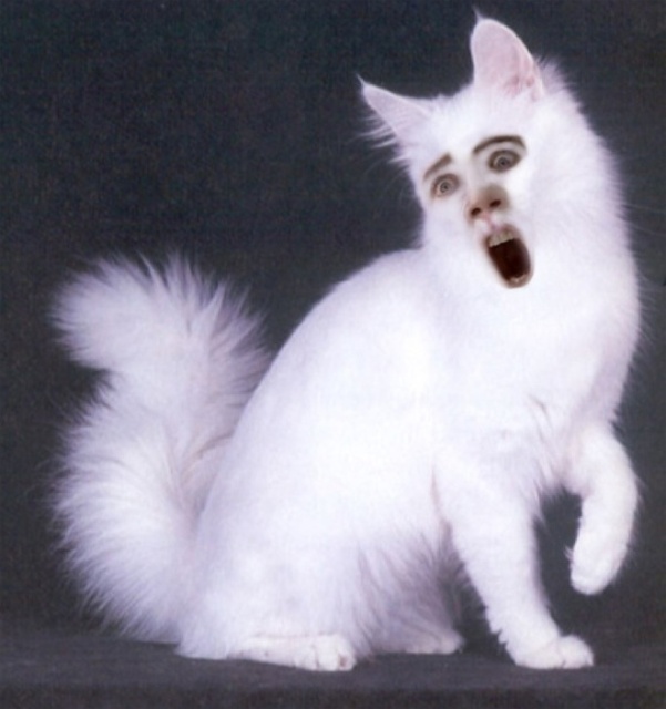 Cats With Nicolas Cage’s Face (21 pics)