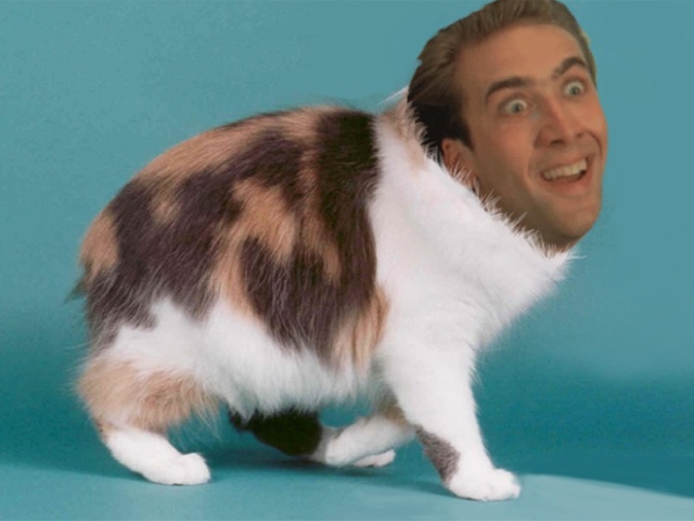 Cats With Nicolas Cage’s Face (21 pics)
