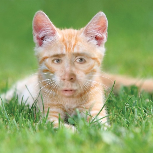 Cats With Nicolas Cage’s Face (21 pics)