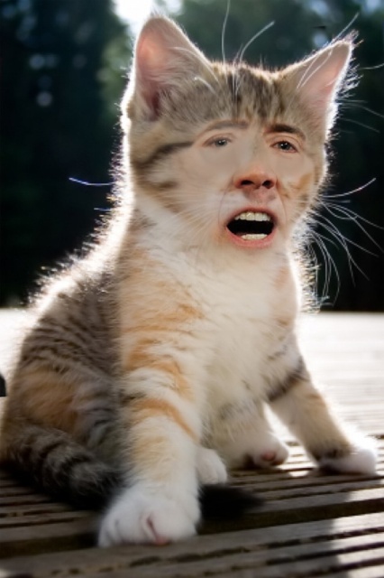 Cats With Nicolas Cage’s Face (21 pics)
