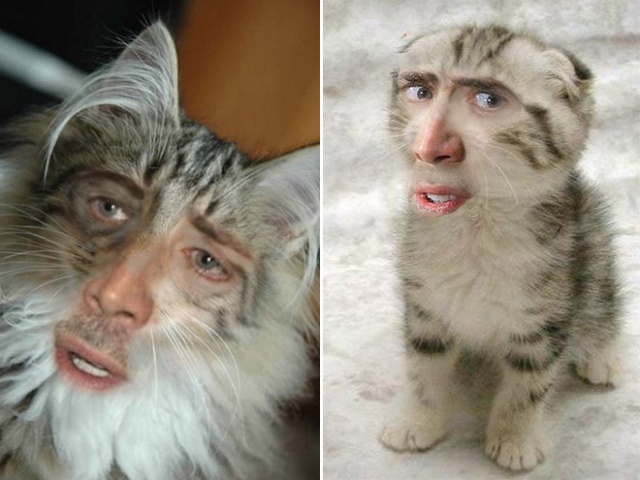 Cats With Nicolas Cage's Face (21 pics)