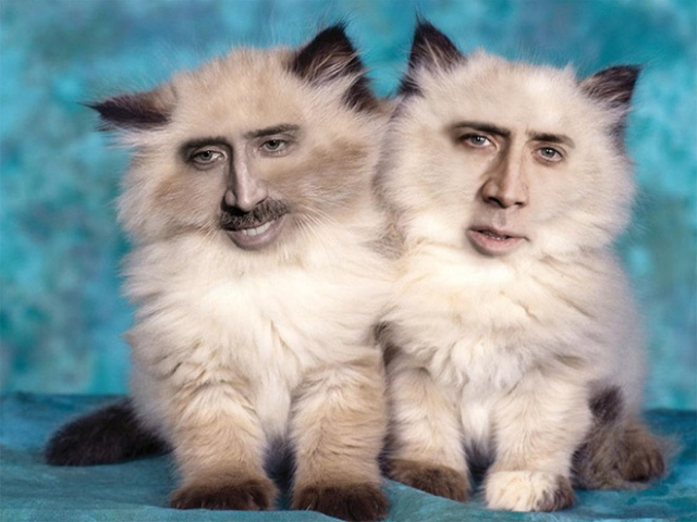 Cats With Nicolas Cage’s Face (21 pics)