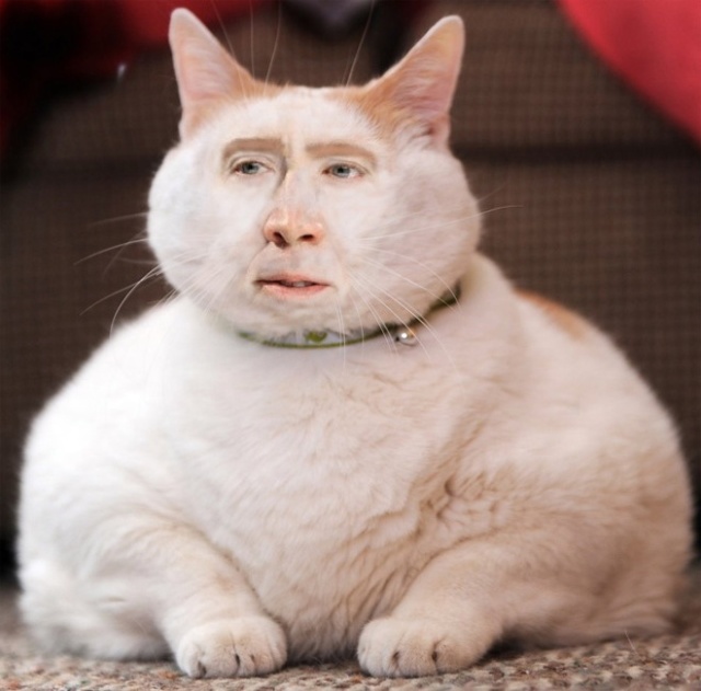 Cats With Nicolas Cage’s Face (21 pics)