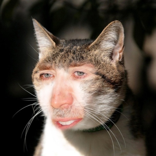 Cats With Nicolas Cage’s Face (21 pics)