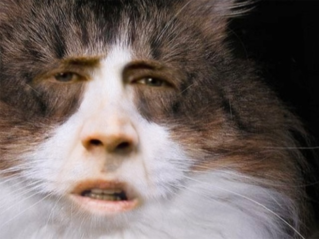 Cats With Nicolas Cage’s Face (21 pics)