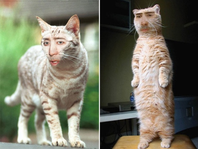 Cats With Nicolas Cage’s Face (21 pics)