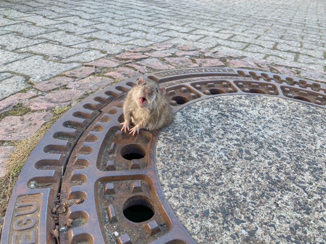 Team Of Fire Fighters Rescue Fat Rat Stuck In German Manhole (4 pics)