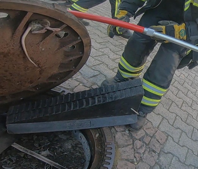 Team Of Fire Fighters Rescue Fat Rat Stuck In German Manhole (4 pics)