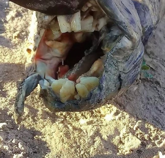 Eel-like Creature With Human-Like Teeth Found In Argentina (3 pics)