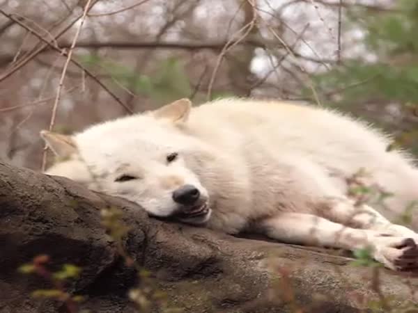 Lazy Wolf Does An Awoo