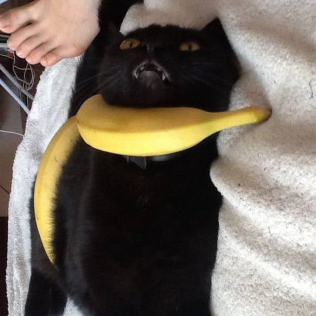 Acid Picdump (92 pics)