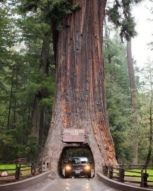Acid Picdump (92 pics)
