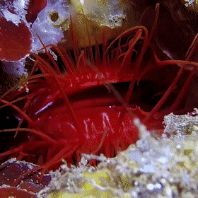 Acid Gifdump, March 01 (25 gifs)