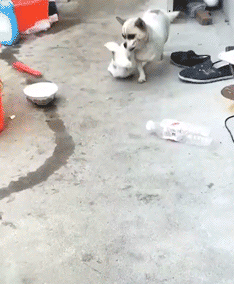 Acid Gifdump, March 01 (25 gifs)