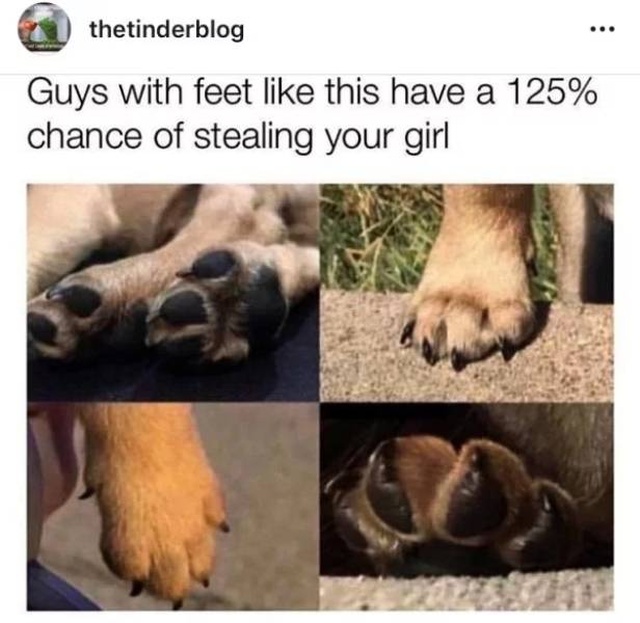 Dog Memes (31 pics)