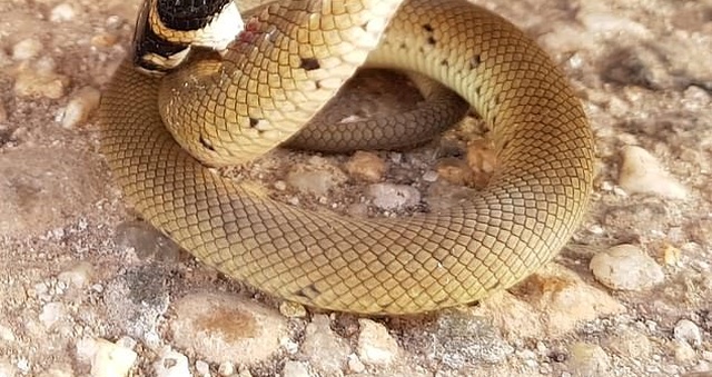 Redback Spider Vs Eastern Brown Snake (2 pics)