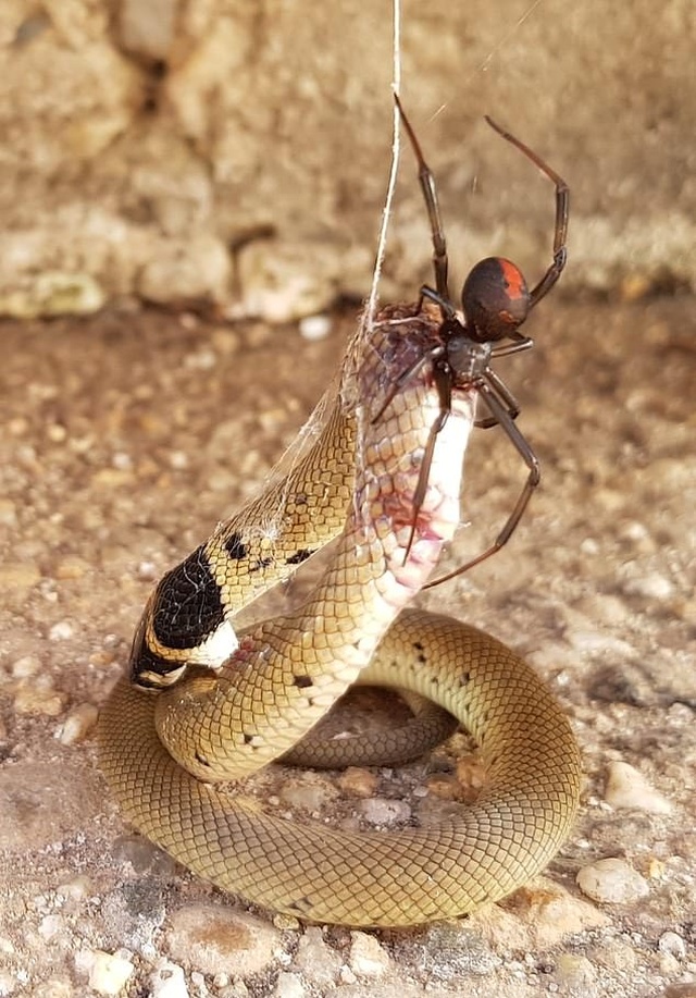 Redback Spider Vs Eastern Brown Snake (2 pics)