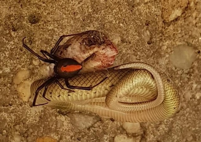 Redback Spider Vs Eastern Brown Snake (2 pics)