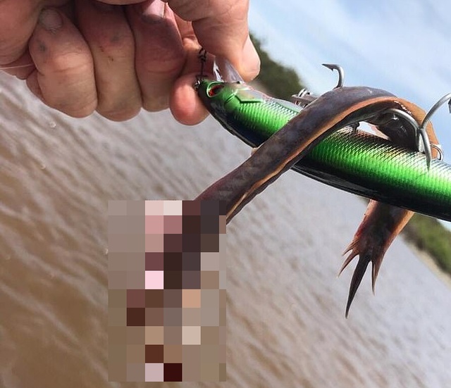 A Monster Caught In Australia (2 pics)
