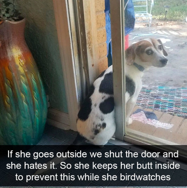 Dog Snapchats (56 pics)