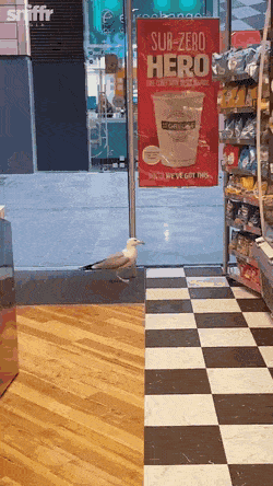Acid Gifdump, March 04 (25 gifs)