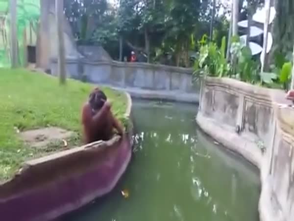 Clever Orangutan Makes A Fair Trade With Human