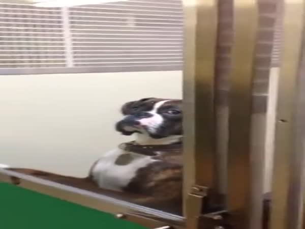 Dog Getting Picked Up From The Vet Gives Owner This Look