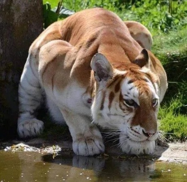 Acid Picdump (94 pics)