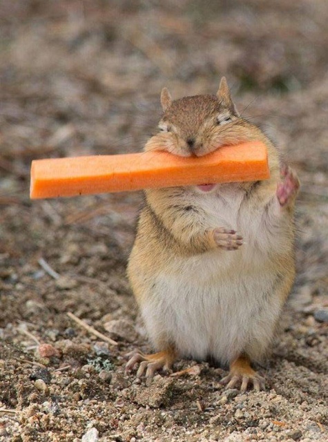 Acid Picdump (94 pics)