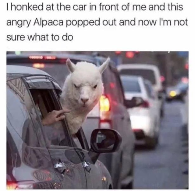 Funny Memes (51 pics)