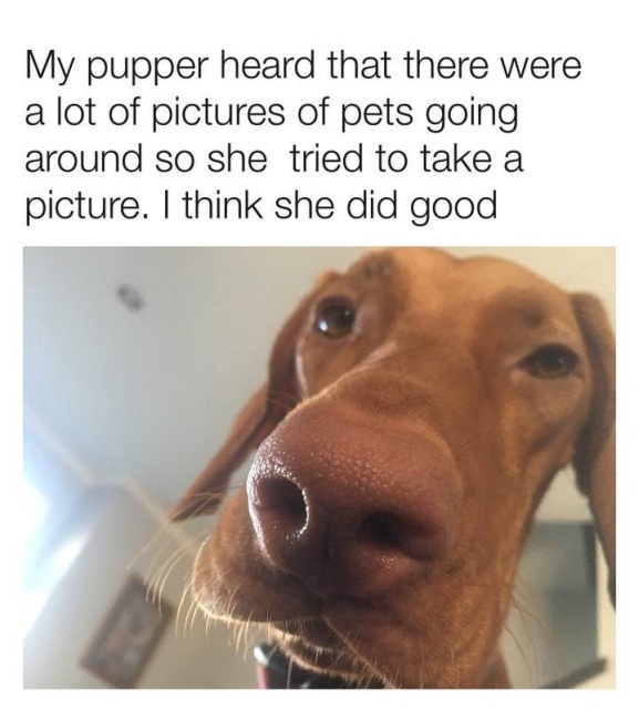 Funny Memes (51 pics)