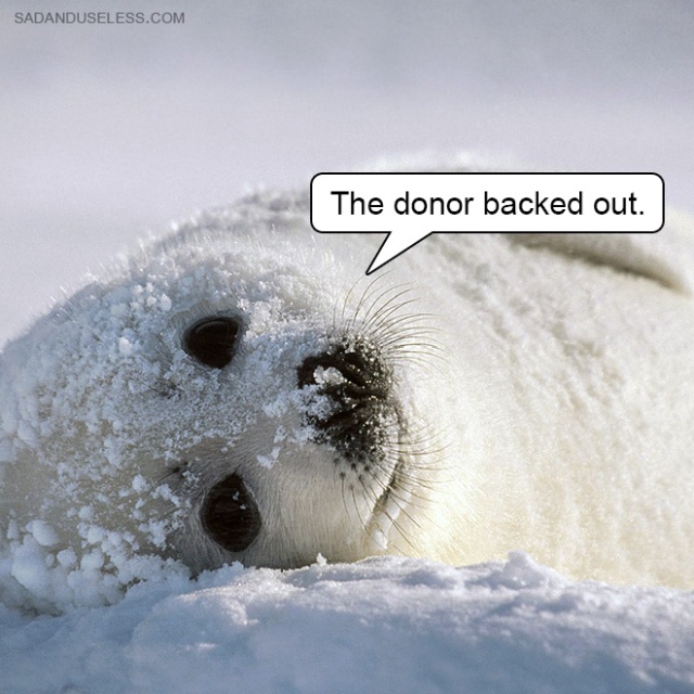 Delivering Bad News With Baby Animals (19 pics)